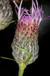 Swamp thistle